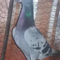 جفت کبوتر پلاکی