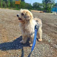 واگذاری سگ شیتزو نر