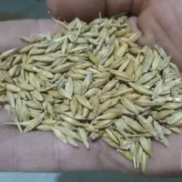 جو محلی