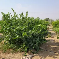 فروش زمین سرخون
