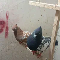 کبوتردورنگ|پرنده|اقبالیه, |دیوار