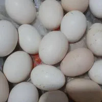 تخم مرغ نطفه دارزینتی|حیوانات مزرعه|شیراز, شیخ علی چوپان|دیوار