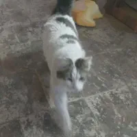 گربه پرشین کت|گربه|تهران, شهید رجایی|دیوار