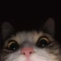 گربه به سرپرستی قبول میکنم رایگان باشه