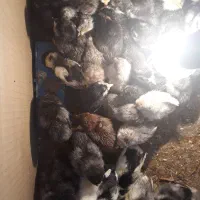 جوجه گلین|حیوانات مزرعه|بروجن, |دیوار