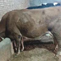 گاو گوشتی گوساله نر|حیوانات مزرعه|نقده, |دیوار