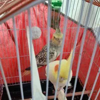 طوطی|پرنده|رشت, شهرک احمد خمینی|دیوار