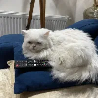 پرشین کت سوپر فلت دختر 9 ماهه با شناسنامه