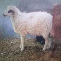 بره نر۳۰ کیلو به بالا مناسب کشتار عقیقه و چاق کردن