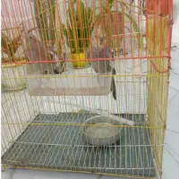 عروس هلندی نر وماده