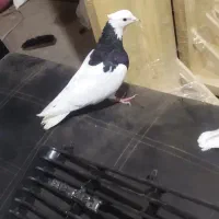 کفتر طوقی|پرنده|سرایان, |دیوار