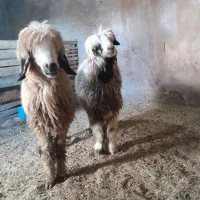 بره ماده درجه ۱ و چاق|حیوانات مزرعه|شهرکرد, |دیوار