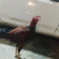 خروس لاری|حیوانات مزرعه|نگین شهر, |دیوار