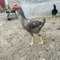 مرغ لاری درجه یک