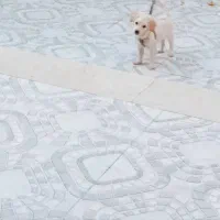 سگ پامر اشپیتز|سگ|سیرجان, |دیوار