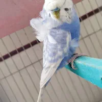 مرغ عشق|پرنده|بوکان, |دیوار