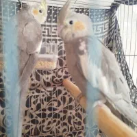 پرنده عروس هلندی