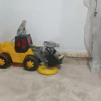 عروس هلندی 2ماهه|پرنده|بانه, |دیوار