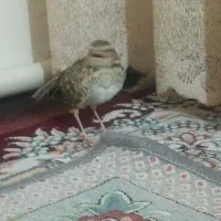 جوجه سهره خاکی (بلدرچین کبوترقناری مینا مرغ‌عشق)|پرنده|تهران, ترمینال جنوب|دیوار