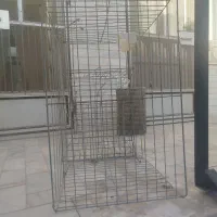 فروش دوتا جفت کن کفتر بدون سینی