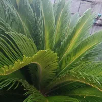 سیکاس دوقلو|گل و گیاه طبیعی|آستانه اشرفیه, |دیوار