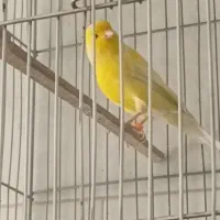 قناری نر معاوضه با ماده|پرنده|کرج, اتحاد|دیوار