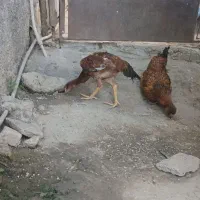 فروش مرغ لاری