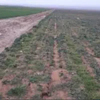 فروش-باغچه-با-درختان-مثمر