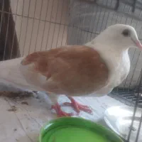 یک عدد کفتر