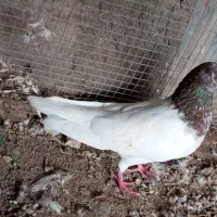 کفتر کله ای نر