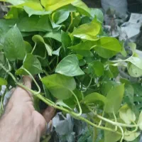 بار جدید شارژشد گلهای جدیدگلتاک|گل و گیاه طبیعی|ایرانشهر, |دیوار