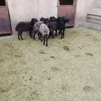 بره ماده مهربان وشالی وافشار|حیوانات مزرعه|سلفچگان, |دیوار