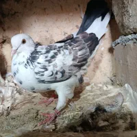 6عدد کبوتر نرو ماده ب شرط سالمی و پرش