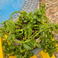 گلدان طبیعی سلامت و شاداب|گل و گیاه طبیعی|تهران, سهروردی|دیوار