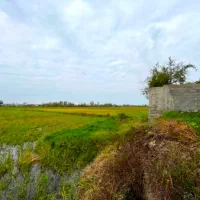 شالیزار2هزار متری چسبیده به بافت بامدارک شسته رفته|فروش زمین و ملک کلنگی|چاف و چمخاله, |دیوار