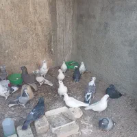 فروش تعدادی کبوتر