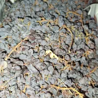 مویز خوشه ای و گوشتی درجه یک