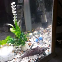 اکواریوم|ماهی|تهران, اوقاف|دیوار