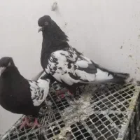 جفت سینه سیاه