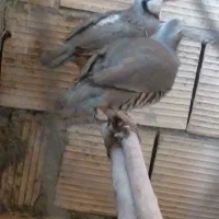 پرنده زینتی