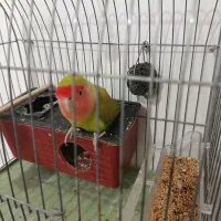 طوطی برزیلی سرابله