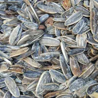 تخمه کانادایی به شرط مزه دیروز پخت شده|خوردنی و آشامیدنی|جوانرود, |دیوار