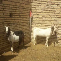 بز پاکستانی اصلی