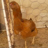 مرغ لاری اصیل