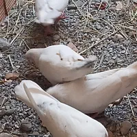 کفتر جفت شش صد مفت|پرنده|میناب, |دیوار