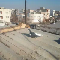 کبوتر رنگی|پرنده|بجنورد, |دیوار