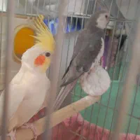 عروس هلندی مولد