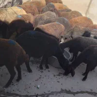 فروش گوسفند جوان و بره