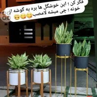 فیلندرون کنگره ای|گل و گیاه طبیعی|قم, انسجام|دیوار