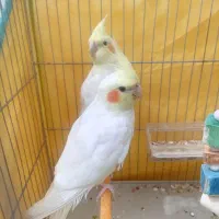 عروس هلندی لوتینو 4ماهه